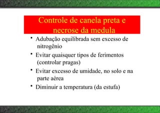 Controle de canela preta e
necrose da medula
• Adubação equilibrada sem excesso de
nitrogênio
• Evitar quaisquer tipos de ferimentos
(controlar pragas)
• Evitar excesso de umidade, no solo e na
parte aérea
• Diminuir a temperatura (da estufa)
 