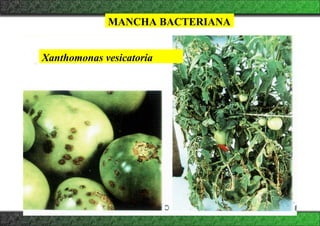 MANCHA BACTERIANA
Xanthomonas vesicatoria
 