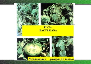 PINTA
BACTERIANA
Pseudomonas syringae pv. tomato
 