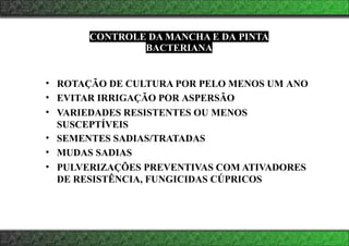 CONTROLE DA MANCHA E DA PINTA
BACTERIANA
• ROTAÇÃO DE CULTURA POR PELO MENOS UM ANO
• EVITAR IRRIGAÇÃO POR ASPERSÃO
• VARIEDADES RESISTENTES OU MENOS
SUSCEPTÍVEIS
• SEMENTES SADIAS/TRATADAS
• MUDAS SADIAS
• PULVERIZAÇÕES PREVENTIVAS COM ATIVADORES
DE RESISTÊNCIA, FUNGICIDAS CÚPRICOS
 