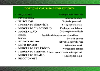 DOENÇAS CAUSADAS POR FUNGOS
Phytophthora infestans
Alternaria solani
Septoria lycopersici
Stemphylium solani
Cladosporium fulvum
Corynespora cassiicola
Botrytis cinerea
Sclerotinia sclerotiorum
Sclerotium rolfsii
Verticillium dahliae
• REQUEIMA
• PINTA PRETA
• SEPTORIOSE
• MANCHA DE ESTENFÍLIO
• MANCHA DE CLADOSPÓRIO
• MANCHA ALVO
• OIDIO Erysiphe cichoracearum e Leveillula
taurica
• MOFO CINZENTO
• MOFO BRANCO
• MURCHA DE ESCLERÓCIO
• MURCHA DE VERTICILIO
• MURCHA DE FUSÁRIO
• RIZOCTONIOSE
Fusarium oxysporum lycopersici
Rhizoctonia solani
 