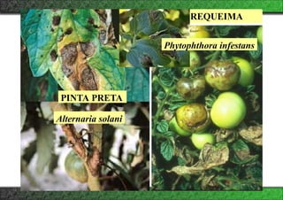 PINTA PRETA
Alternaria solani
REQUEIMA
Phytophthora infestans
 