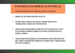 CONTROLE DAS DOENÇAS FÚNGICAS
• ESCOLHA DO LOCAL /ROTAÇÃO DE CULTURA
• IRRIGAÇÃO POR GOTEJO /SULCO
• SEMENTES E MUDAS SADIAS, PRODUZIDAS EM
SUBRATOS LIVRES DE PATÓGENOS
• TRATAMENTO QUÍMICO PREVENTIVO SEMANAL COM
FUNGICIDAS PROTETORES CONTRA PATÓGENOS DA
PARTE AÉREA
• TRATAMENTO QUÍMICO COM PRODUTOS ESPECÍFICOS
QUANDO CONDIÇÕES FOREM FAVORÁVEIS A REQUEIMA
OU PINTA PRETA.
 