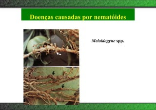 Doenças causadas por nematóides
Meloidogyne spp.
 