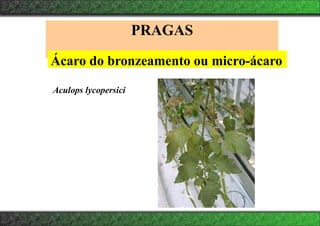 PRAGAS
Ácaro do bronzeamento ou micro-ácaro
Aculops lycopersici
 