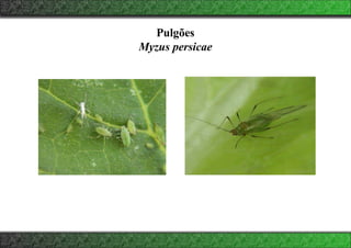 Pulgões
Myzus persicae
 