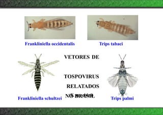 Trips palmi
Frankliniella schultzei
Frankliniella occidentalis Trips tabaci
VETORES DE
TOSPOVIRUS
RELATADOS
NO BRASIL
(F. zucchini)
 