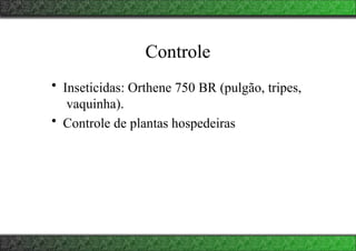 Controle
• Inseticidas: Orthene 750 BR (pulgão, tripes,
vaquinha).
• Controle de plantas hospedeiras
 