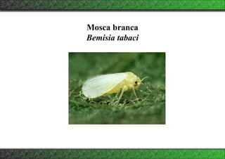 Mosca branca
Bemisia tabaci
 