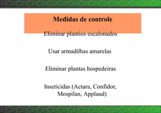 Medidas de controle
Eliminar plantios escalonados
Usar armadilhas amarelas
Eliminar plantas hospedeiras
Inseticidas (Actara, Confidor,
Mospilan, Applaud)
 