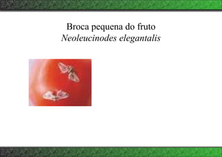 Broca pequena do fruto
Neoleucinodes elegantalis
 