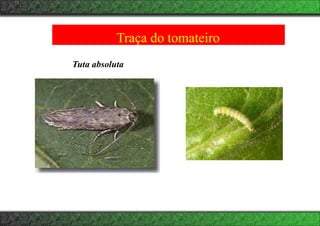 Traça do tomateiro
Tuta absoluta
 