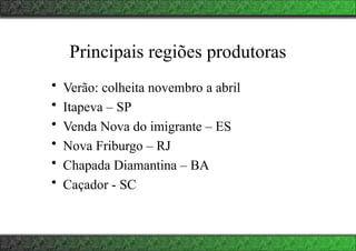 Principais regiões produtoras
• Verão: colheita novembro a abril
• Itapeva – SP
• Venda Nova do imigrante – ES
• Nova Friburgo – RJ
• Chapada Diamantina – BA
• Caçador - SC
 