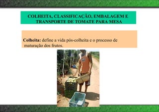 COLHEITA, CLASSIFICAÇÃO, EMBALAGEM E
TRANSPORTE DE TOMATE PARA MESA
Colheita: define a vida pós-colheita e o processo de
maturação dos frutos.
 