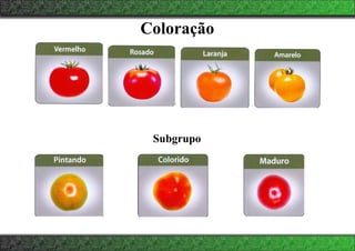 Coloração
Subgrupo
 
