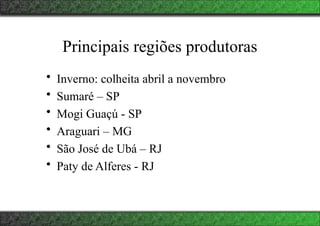 • Inverno: colheita abril a novembro
• Sumaré – SP
• Mogi Guaçú - SP
• Araguari – MG
• São José de Ubá – RJ
• Paty de Alferes - RJ
Principais regiões produtoras
 