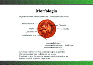 Morfologia
 