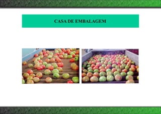 CASA DE EMBALAGEM
 