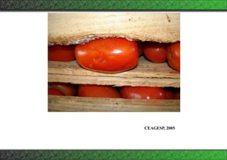 CEAGESP, 2005
 