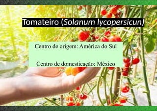 Centro de origem: América do Sul
Centro de domesticação: México
Tomateiro (Solanum lycopersicun)
 
