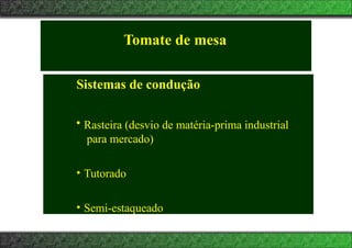 Tomate de mesa
Sistemas de condução
• Rasteira (desvio de matéria-prima industrial
para mercado)
• Tutorado
• Semi-estaqueado
 