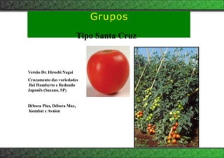 Grupos
Tipo Santa Cruz
Versão Dr. Hiroshi Nagai
Cruzamento das variedades
Rei Humberto e Redondo
Japonês (Suzano, SP)
Débora Plus, Débora Max,
Kombat e Avalon
 