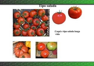 Tipo salada
Caqui e tipo salada longa
vida
 