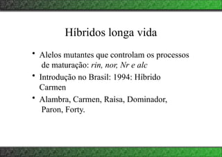 Híbridos longa vida
• Alelos mutantes que controlam os processos
de maturação: rin, nor, Nr e alc
• Introdução no Brasil: 1994: Híbrido
Carmen
• Alambra, Carmen, Raísa, Dominador,
Paron, Forty.
 