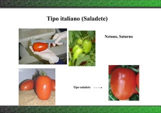 Tipo italiano (Saladete)
Netuno, Saturno
Tipo saladete
 