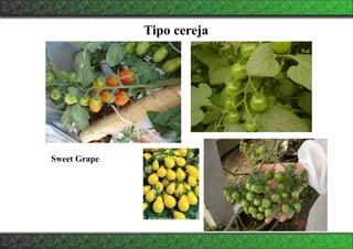 Tipo cereja
Sweet Grape
 