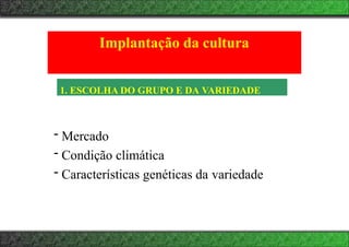 Implantação da cultura
- Mercado
- Condição climática
- Características genéticas da variedade
1. ESCOLHA DO GRUPO E DA VARIEDADE
 