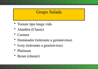Grupo Salada
• Tomate tipo longa vida
• Alambra (Clause)
• Carmen
• Dominador (tolerante a geminivirus)
• Ivety (tolerante a geminivirus)
• Platinum
• Ikram (cluster)
 