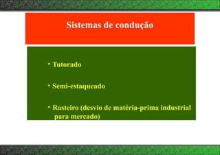Sistemas de condução
• Tutorado
• Semi-estaqueado
• Rasteiro (desvio de matéria-prima industrial
para mercado)
 
