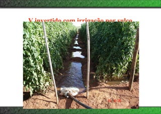 V invertido com irrigação por sulco
 