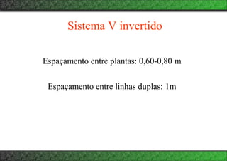 Sistema V invertido
Espaçamento entre plantas: 0,60-0,80 m
Espaçamento entre linhas duplas: 1m
 
