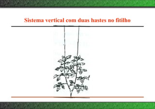Sistema vertical com duas hastes no fitilho
 