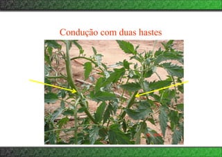 Condução com duas hastes
 