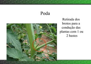 Poda
Retirada dos
brotos para a
condução das
plantas com 1 ou
2 hastes
 
