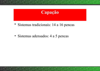 Capação
• Sistemas tradicionais: 14 a 16 pencas
• Sistemas adensados: 4 a 5 pencas
 