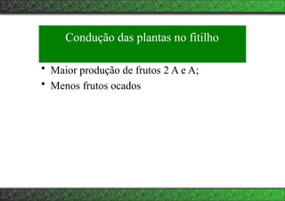 Condução das plantas no fitilho
• Maior produção de frutos 2 A e A;
• Menos frutos ocados
 