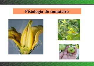 Fisiologia do tomateiro
 