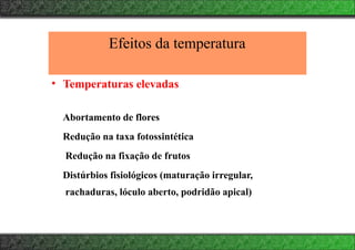 Efeitos da temperatura
• Temperaturas elevadas
Abortamento de flores
Redução na taxa fotossintética
Redução na fixação de frutos
Distúrbios fisiológicos (maturação irregular,
rachaduras, lóculo aberto, podridão apical)
 