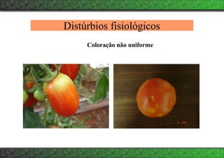 Distúrbios fisiológicos
Coloração não uniforme
 