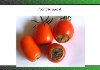 Podridão apical
 