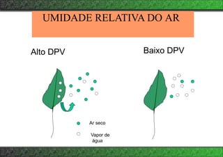 UMIDADE RELATIVA DO AR
Baixo DPV
Alto DPV
Ar seco
Vapor de
água
 