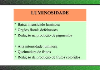 LUMINOSIDADE
• Baixa intensidade luminosa
• Orgãos florais defeituosos
• Redução na produção de pigmentos
• Alta intensidade luminosa
• Queimadura de frutos
• Redução da produção de frutos coloridos
 