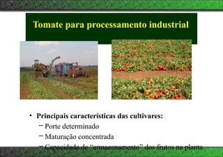 Tomate para processamento industrial
• Principais características das cultivares:
– Porte determinado
– Maturação concentrada
– Capacidade de “armazenamento” dos frutos na planta.
 