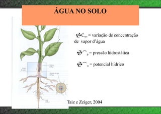 Cwv = variação de concentração
de vapor d’água
p = pressão hidrostática
w = potencial hídrico
ÁGUA NO SOLO
Taiz e Zeiger, 2004
 