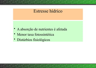 Estresse hídrico
• A absorção de nutrientes é afetada
• Menor taxa fotossintética
• Distúrbios fisiológicos
 