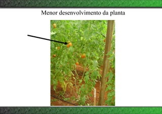 Menor desenvolvimento da planta
 